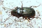 pterostichus-multipunctatus-foto-dinicola
