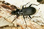pterostichus-niger-foto-dvorak