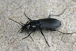 pterostichus-niger-foto-faasen