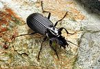 pterostichus-niger-foto-gebert