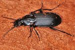pterostichus-niger-foto-keresztes