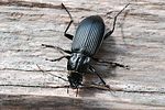 pterostichus-niger-foto-ketola