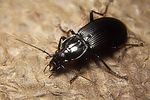 pterostichus-niger-foto-koehler