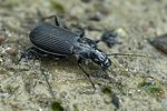 pterostichus-niger-foto-leo