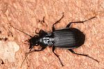 pterostichus-niger2-foto-altmann