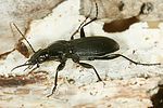 pterostichus-niger2-foto-dvorak