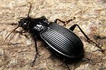 pterostichus-niger2-foto-koehler