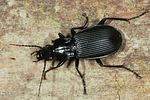 pterostichus-niger5-foto-altmann