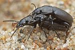 pterostichus-nigrita-couple-foto-hall