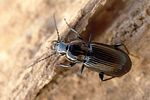 pterostichus-nigrita-foto-fgrose