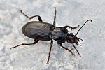 pterostichus-nigrita-foto-rindlisbacher