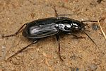 pterostichus-nigrita4-foto-koehler