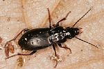 pterostichus-oblongopunctatus-foto-altmann