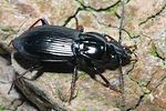 pterostichus-oblongopunctatus-foto-faasen