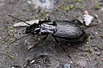 pterostichus-oblongopunctatus-foto-rydzi