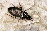 pterostichus-oblongopunctatus2-foto-altmann