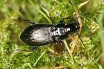 pterostichus-oblongopunctatus3-foto-altmann