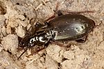 pterostichus-oblongopunctatus3-foto-koehler