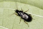pterostichus-ovoideus-foto-benisch