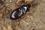 pterostichus-pumilio2-foto-koehler