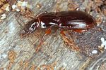 pterostichus-pumilio3-foto-koehler