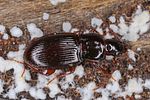 pterostichus-pumilio4-foto-koehler