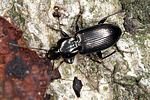 pterostichus-quadrifoveolatus-foto-altmann