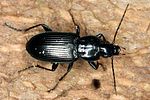 pterostichus-quadrifoveolatus2-foto-altmann