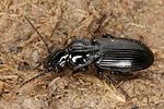 pterostichus-rhaeticus-foto-koehler
