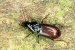 pterostichus-strenuus-foto-altmann