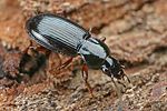 pterostichus-strenuus-foto-faasen