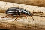 pterostichus-strenuus-foto-koehler