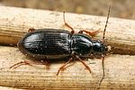pterostichus-strenuus2-foto-koehler