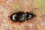 pterostichus-strenuus4-foto-altmann