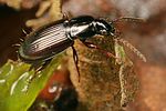 pterostichus-strenuus5-foto-koehler