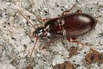pterostichus-unctulatus-foto-koehler