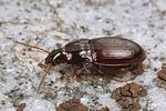 pterostichus-unctulatus2-foto-koehler