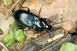 pterostichus-vernalis-foto-altmann