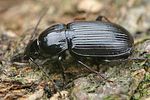 pterostichus-vernalis-foto-faasen