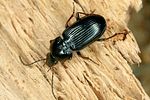 pterostichus-vernalis2-foto-altmann