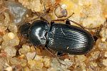 pterostichus-vernalis3-foto-altmann