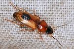 stenolophus-discophorus-foto-keresztes