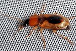 stenolophus-discophorus2-foto-keresztes