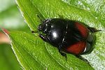 atholus-bimaculatus-foto-rindlisbacher
