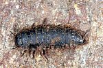 blitophaga-sp-larva-foto-altmann