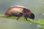 enochrus-testaceus-foto-faasen