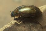 enochrus-testaceus-foto-koehler