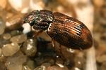 helophorus-arvernicus2-foto-koehler