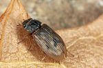 helophorus-brevipalpis-foto-altmann