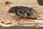helophorus-brevipalpis-foto-dvorak